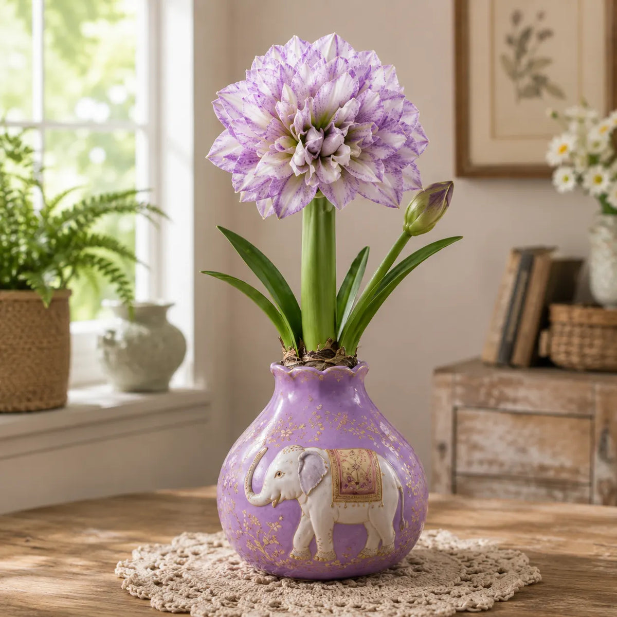 🔥 No Soil! No Water! Just Blooms! 🌺 Watch These Waxed Amaryllis Bulbs Come to Life!