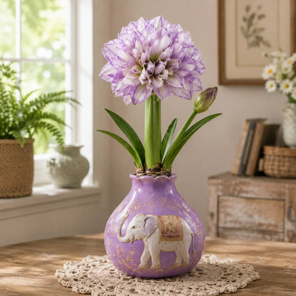 🔥 No Soil! No Water! Just Blooms! 🌺 Watch These Waxed Amaryllis Bulbs Come to Life!