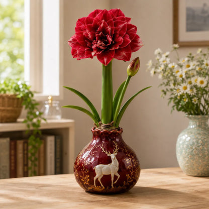 🔥 No Soil! No Water! Just Blooms! 🌺 Watch These Waxed Amaryllis Bulbs Come to Life!