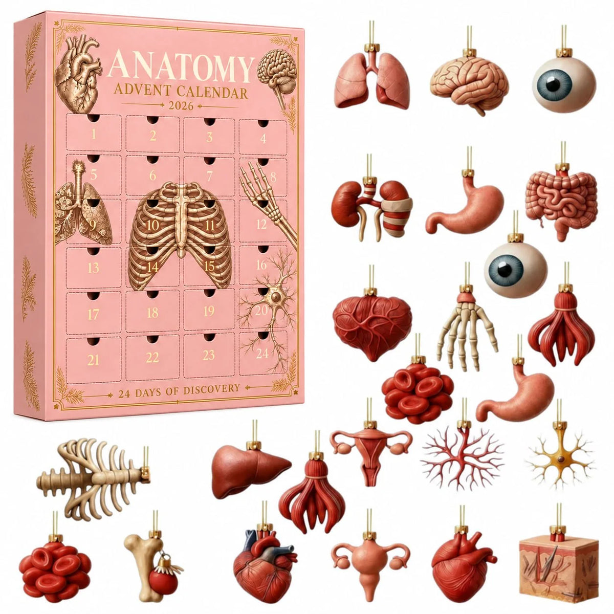 Anatomy Advent Calendar — 24 Anatomy Ornaments