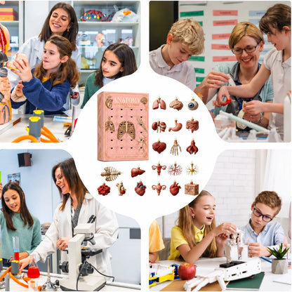 Anatomy Advent Calendar — 24 Anatomy Ornaments
