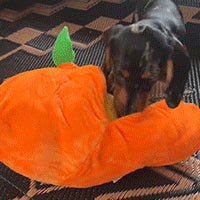 Orange Hide-and-Seek Plush Dog Toy