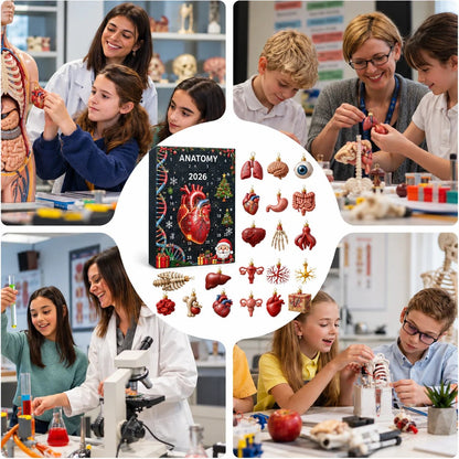 Loriova™ Anatomy Advent Calendar